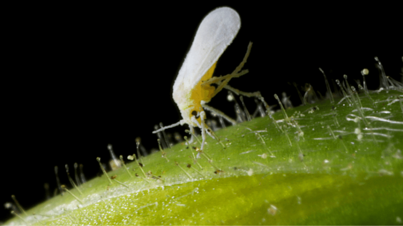 Whiteflies live on the leaves of plants like hydrangeas so that they can feed off of their sap