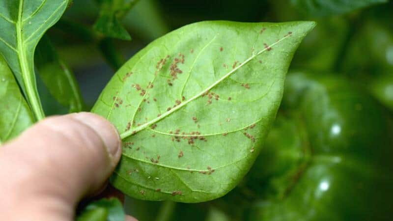 Aphids on your tomato leaves, similar to this pepper plant leaf, can cause small holes to form on them