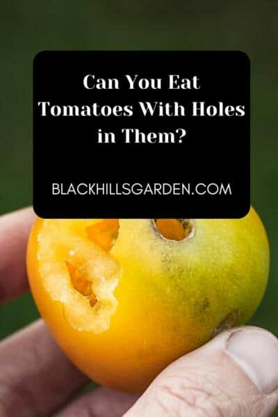 Can You Eat Tomatoes With Holes in Them?