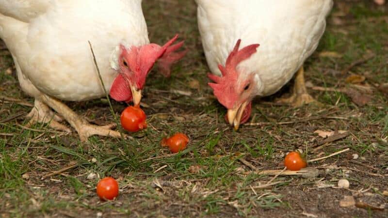 Chickens are known to peck at anything, including tomatoes in your vegetable garden