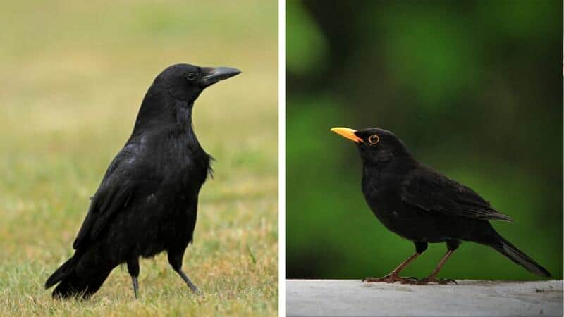 Crows and blackbirds are some of the birds that can eat your seedlings at night and are notorious for destroying them