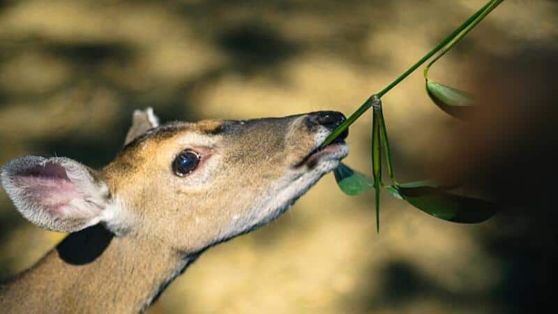 Deer are also known to munch on your tomatoes