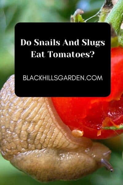 Do Snails And Slugs Eat Tomatoes?