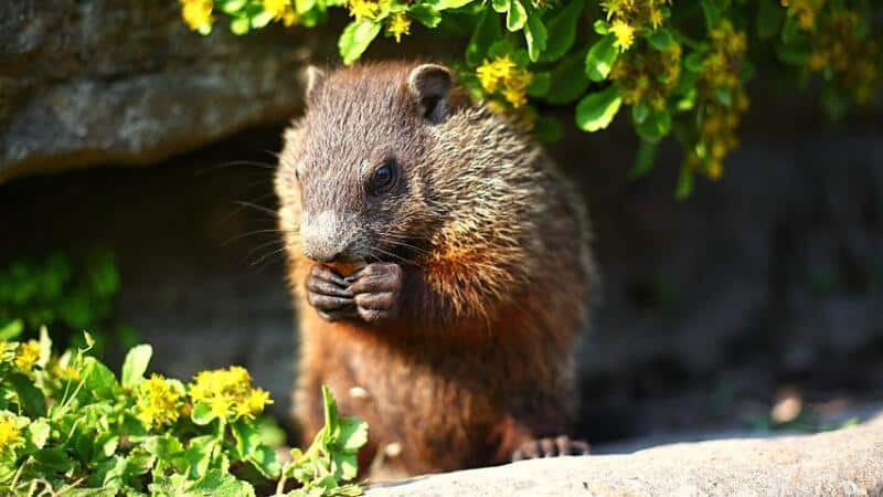 Groundhogs also love to eat the tomatoes in your garden