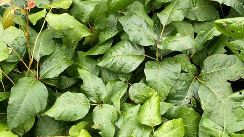 If you have an overgrowth of poison ivy in your garden, it's better to use horticultural vinegar to kill it