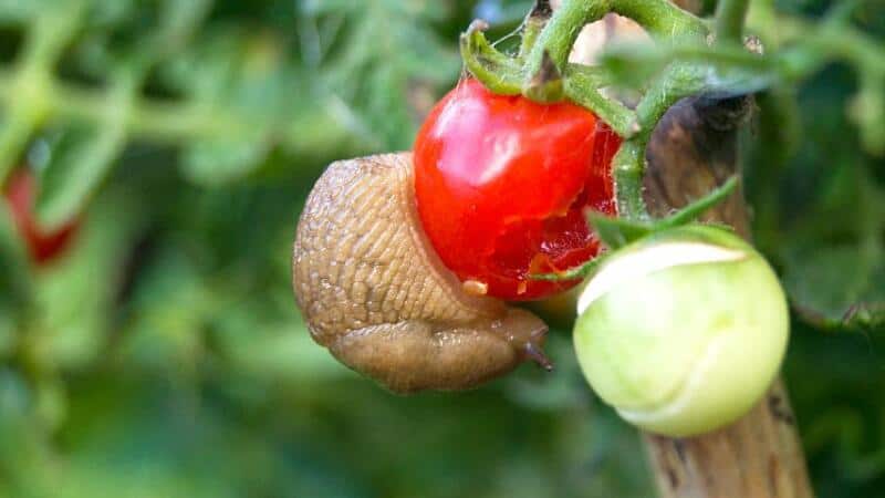 Mollusks like snails and slugs love eating the tomato plant's fruits and leaves