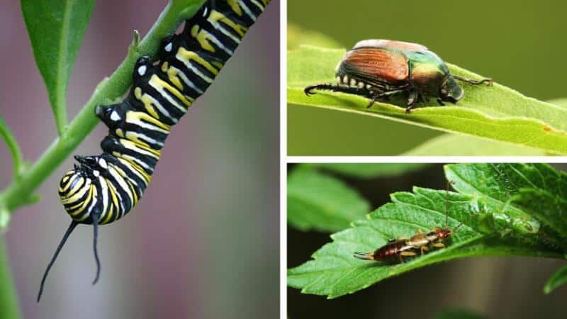 Other insects that are known to eat your seedlings at night include caterpillars, beetles, and earwigs