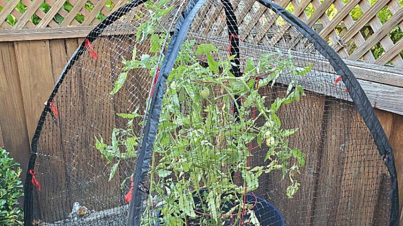 Placing mesh cages over your tomato plants help keep chipmunks from eating them