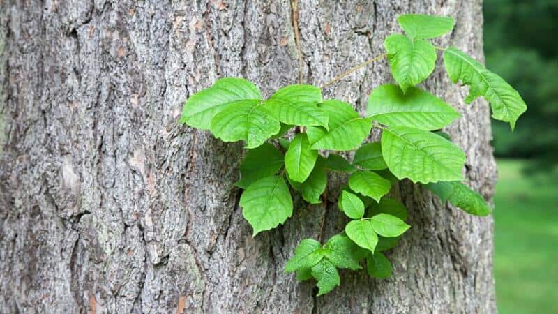 Poison ivy is considered as a nuisance plant by most homeowners, preferring to get rid of it the soonest