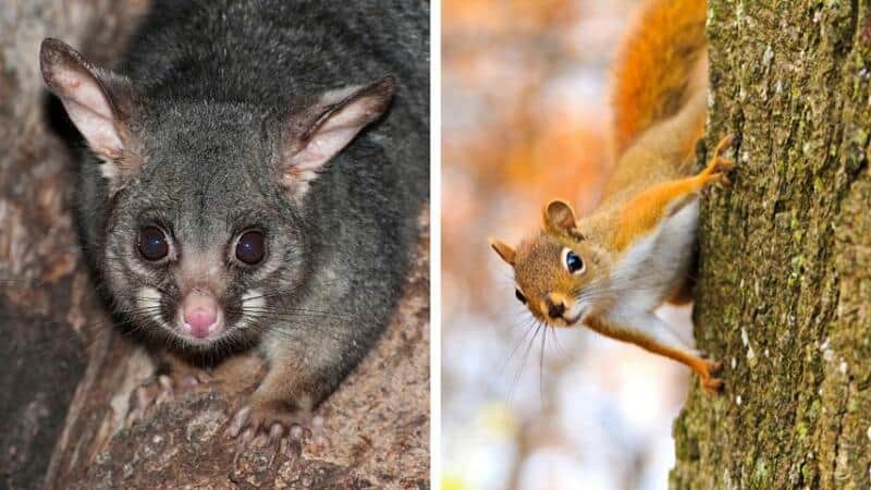 Possums and squirrels are other animals that love to eat your seedlings at night