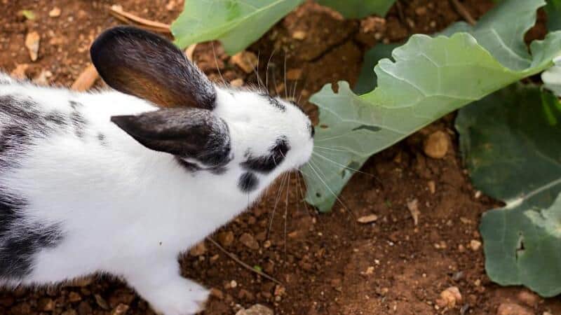 Rabbits will also eat your tomato plants aside from munching on carrots