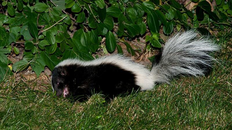 Skunks love ripe fruits like tomatoes, that's why they force their way into vegetable gardens