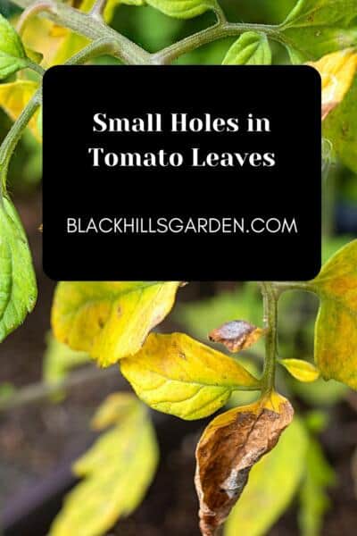 Small Holes in Tomato Leaves