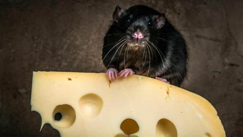 Though cheese lures the rats and mice to mouse traps, seeds are their preferred food 