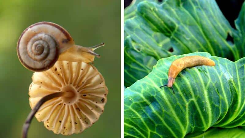 Though known to eat the leaves and stems of fruits and vegetables, snails and slugs can still reach the seedlings by crawling through the soil