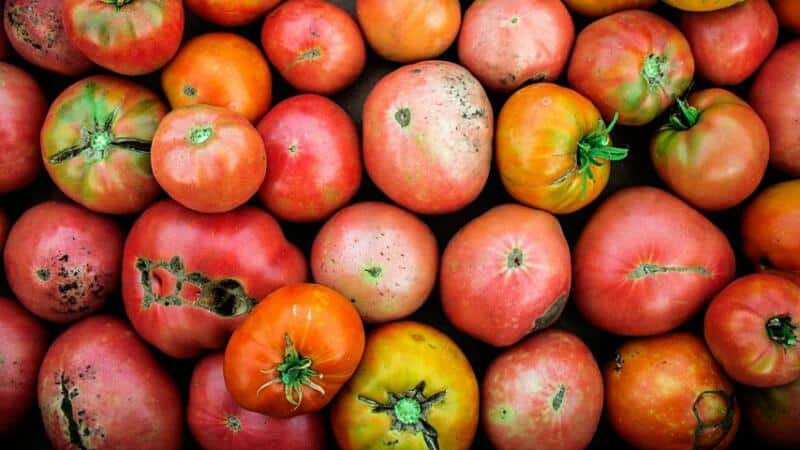 Tomatoes eaten by the fruitworms should be thrown away as their insides are already rotten
