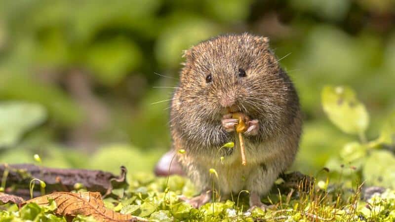 Voles are also one of the culprits that eat your tomato plants