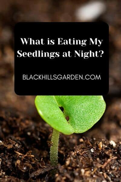 What is Eating My Seedlings at Night?