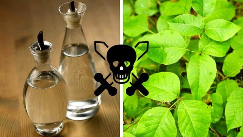 Will Vinegar Kill Poison Ivy?