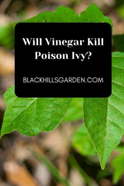 Will Vinegar Kill Poison Ivy?