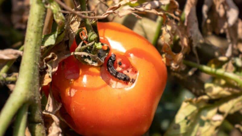 Worms love to eat the fruits and leaves of the tomato plants, leaving small holes on them