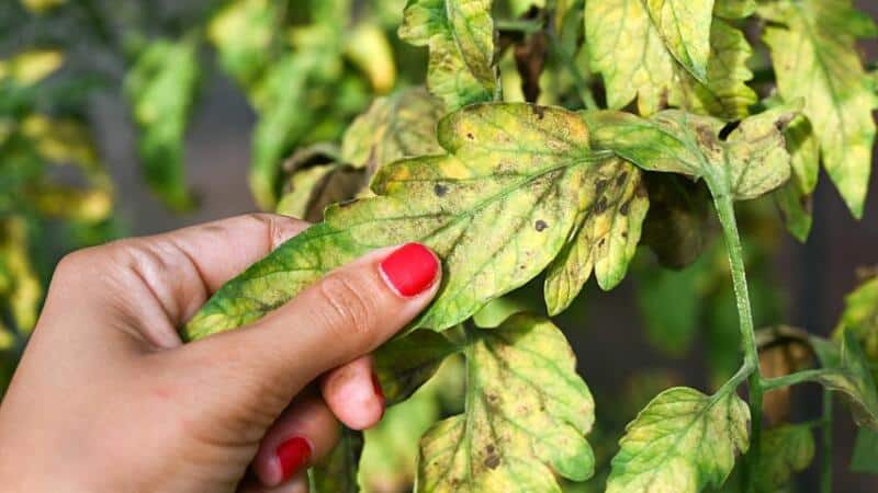 Yellowing of the tomato leaves is one of the earliest signs that the plant has a bacterial infection