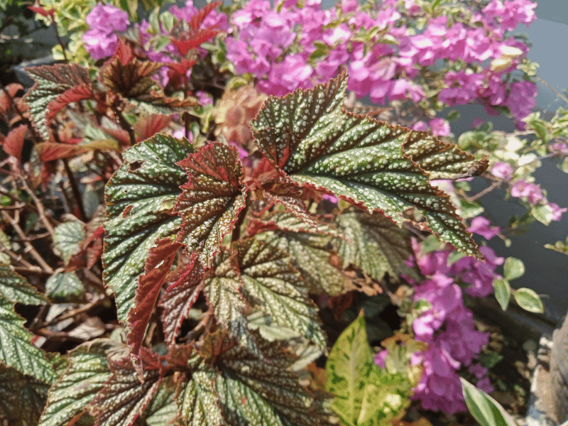 Care for Begonia Rex
